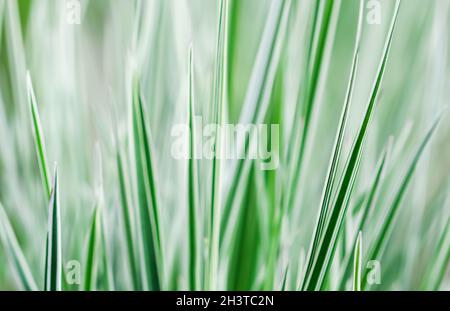 Decorative green and white grass. Arrhenatherum elatius bulbosum variegatum. Natural background. Stock Photo