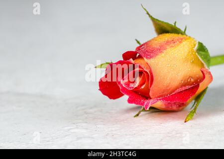 Beautiful red yellow rose with water drops on white background. Soft focus. Romantic style Stock Photo