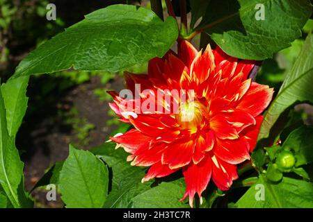 Water lily dahlia, Liesma Stock Photo