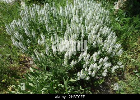 Salvia nemorosa Adrian, woodland sage Stock Photo