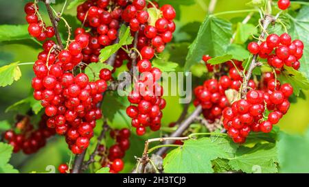 Bunches of red currants on the branches of a bush in the garden. Harvesting concept Stock Photo