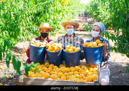 Farmers in protective mask posing with harvest of ripe peaches in orchard Stock Photo