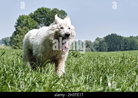 White Swiss Shepherd Dog. Stock Photo