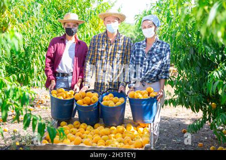 Farm workers in protective masks posing near harvested peaches in orchard Stock Photo