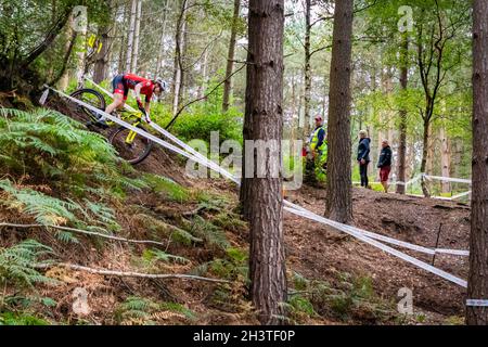 Mountain bike racers in national points series race, Cannock Chase, Staffordshire, England, UK, GB, Europe. Stock Photo