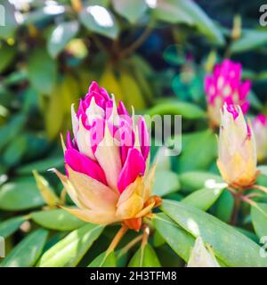 Soft focus, abstract floral background, pink Rhododendron flower bud Stock Photo
