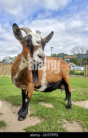 West African pygmy goats (Capra aegagrus hircus). Stock Photo