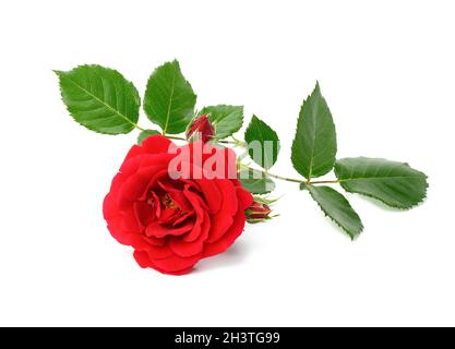Red blooming rose with green leaves isolated on white background Stock Photo