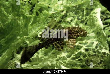 Spotted sailfin pleco, Glyptoperichthys gibbiceps, feeding lettuce Stock Photo