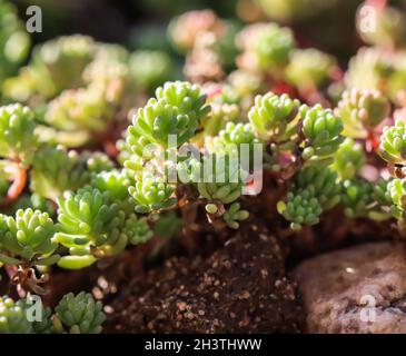 Green background with small sedum succulents in the garden. Nature backdrop Stock Photo