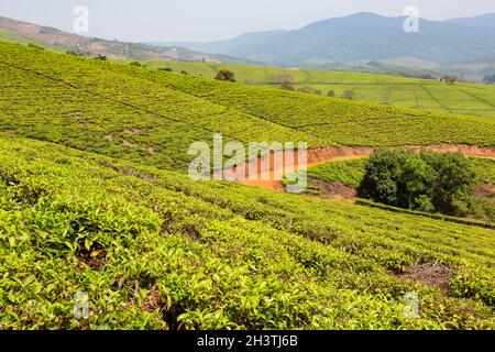 Tea plantations outside of Tzaneen, Limpopo, South Africa Stock Photo