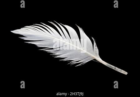 White feather on black background Stock Photo