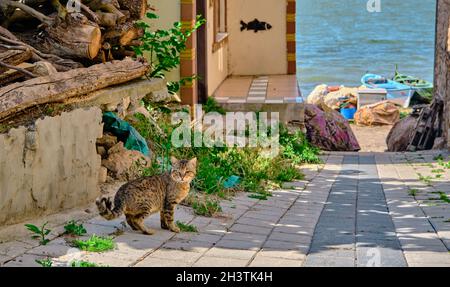 Cute street cat one of its eyes is damages standing on narrow street with blurred uluabat lake (golyazi) and on the cobblestone ground in vintage Stock Photo