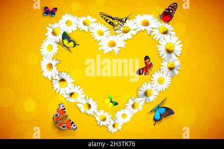 Heart shape made from white chamomile daisy flowers and butterflies Stock Photo