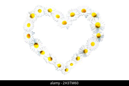 Heart shape made from white chamomile daisy flowers. Alternative medicine. Stock Photo