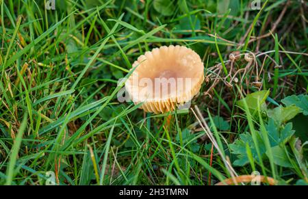 large flat top brown mushroom Scurfy Twiglet (Tubaria furfuracea) with clear gills closeup macro detail Stock Photo