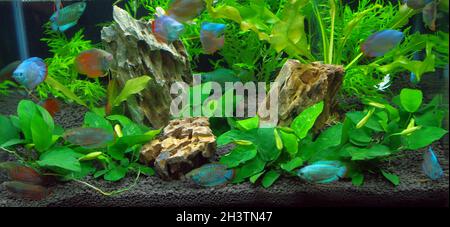 Dwarf gourami, Trichogaster lalius Stock Photo