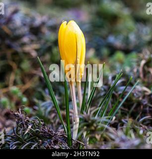 The first yellow crocuses with raindrops in the spring garden Stock Photo