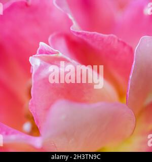Soft focus, abstract floral background, pink yellow rose flower. Macro flowers backdrop for holiday brand design Stock Photo