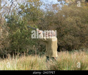 man shoting pheasant on a walked up rough shoot Stock Photo