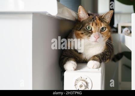 Fluffy cat lying on warm radiator battery. Multi colored kitty feel comfortable sleep on hot heater Stock Photo