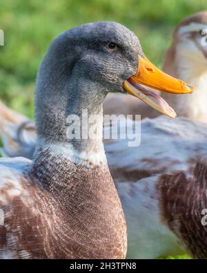 Saxony duck drake Stock Photo