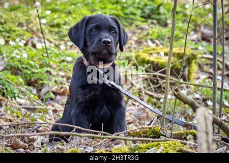 Black Labrador Retriever Puppy. Stock Photo