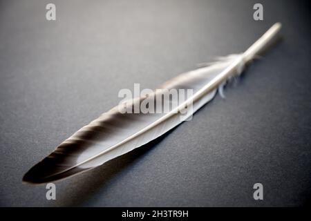 Feather on gray background Stock Photo