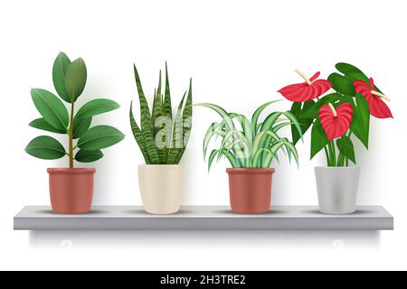 Home plants. Realistic flowers with leaves in pots decorative vase vector illustrations Stock Vector