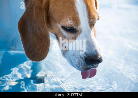 A cute beagle dog in swimming pool cooling down in summer. Stock Photo