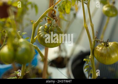 Tomatoes on a branch. Unripe tomatoes grow from pots. Growing vegetables at home. Tomatoes ripen under the sun. Stock Photo