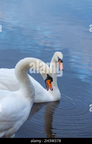 Mute Swans (Cygnus olor). Bonded pair. Nearer bird, male or cob, with bill mandibles open, in mildly threatening, defensive, posture. Stock Photo