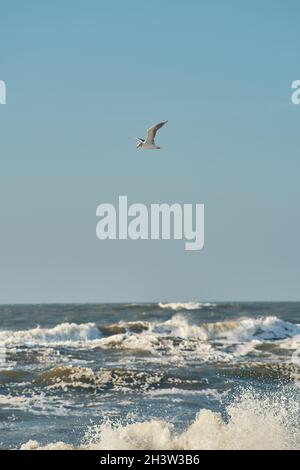 Seagull flying over rough waves at the north sea in Denmark Stock Photo