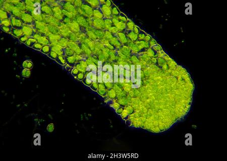 Microscopic view of Crystalwort (Riccia fluitans) thalli. Darkfield illumination. Stock Photo