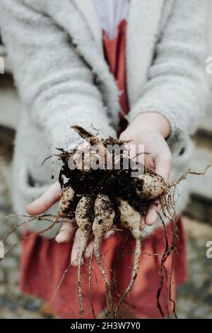hands handing the dahlia tubers Stock Photo