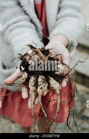 hands handing the dahlia tubers Stock Photo