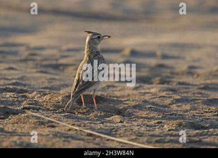 Crested Lark (Galerida cristata) adult on ground with food in bill Gujarat, India           November