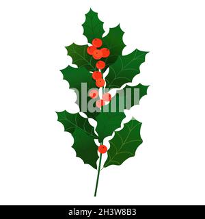 Christmas holly sprig with red berries. Christmas vector decoration clipart element with elex branch and red berries. Illusration in isolated on white Stock Vector