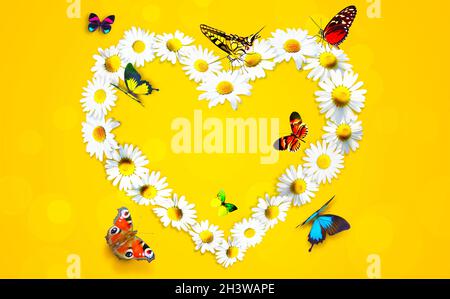 Heart shape made from white chamomile daisy flowers and butterflies Stock Photo