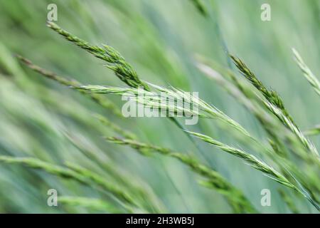 Decorative grass Blue Fescue. Festuca glauca spikelets. Natural background. Stock Photo