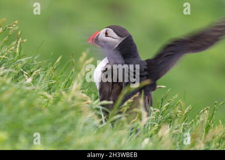 Atlantic puffin (Fratercula arctica) on  grassy slope of the Mykines island of Faroe Archipelago. Stock Photo