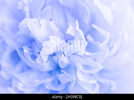 Soft focus, abstract floral background, pale blue peony flower petals. Macro flowers backdrop for holiday brand design Stock Photo