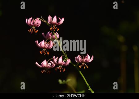 TÃ¼rkenbundliliy Stock Photo