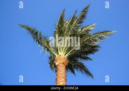 Palm tree on background of clear blue sky in windy weather. Bottom view. Copy space. Close-up. Selective focus. Stock Photo