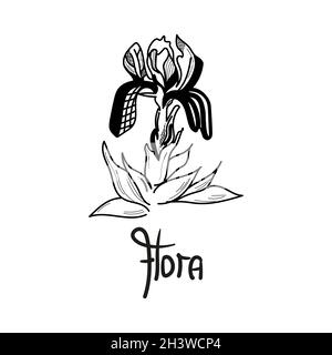 Iris flower are drawn graphically with lettering Flora. Vector illustration. Stock Vector