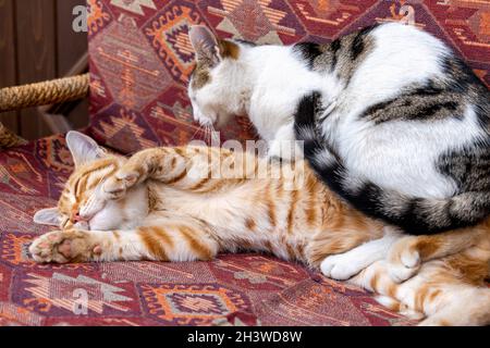 cats cuddling on cushion chair in Turkey. Turkish street cat cuddling and sleeping comfortably. Stock Photo