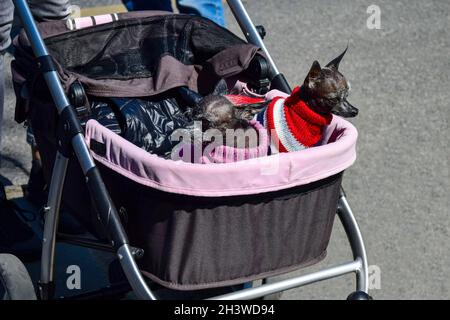 Two small dogs dressed in colorful overalls. A walk in the stroller. Close-up. Selective focus. Copy space. Stock Photo