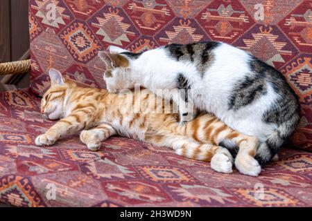 cats cuddling on cushion chair in Turkey. Turkish street cat cuddling and sleeping comfortably. Stock Photo