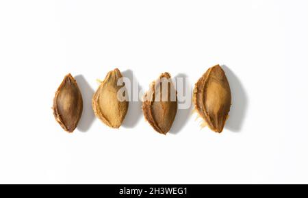 Four apricot pits on a white background Stock Photo
