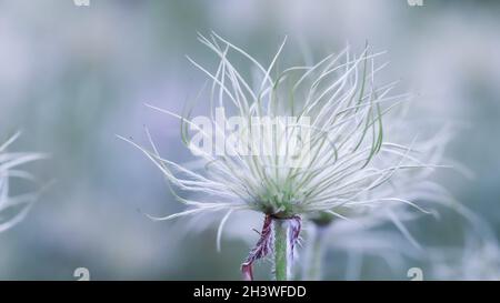 Alpine anemone (Pulsatilla alpina apiifolia) fruits in the garden Stock Photo